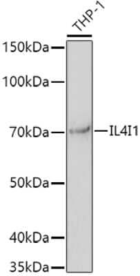 Western Blot: IL-4I1 Antibody [NBP3-03586] - Western blot analysis of extracts of THP-1 cells, using IL-4I1 antibody (NBP3-03586) at 1:1000 dilution. Secondary antibody: HRP Goat Anti-Rabbit IgG (H+L) at 1:10000 dilution. Lysates/proteins: 25ug per lane. Blocking buffer: 3% nonfat dry milk in TBST. Detection: ECL Basic Kit. Exposure time: 180s.